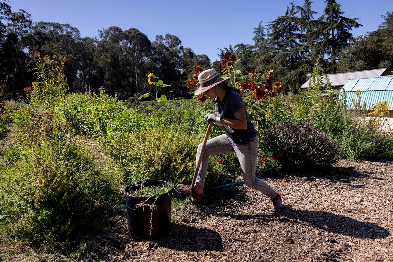 A person in a hat and gloves uses a shovel to work in a lush garden, standing next to a black barrel filled with plants, surrounded by greenery and tall flowers on a sunny day.