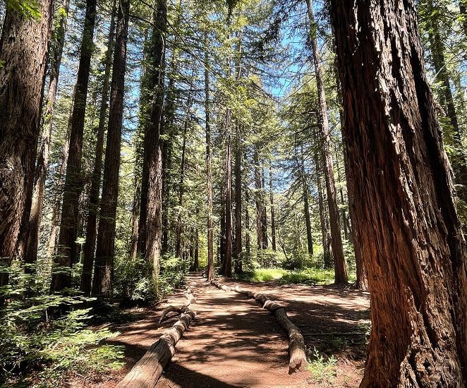 A dirt path winds through a sunlit forest of tall, dense redwood trees. Sunlight filters through the branches, casting dappled shadows on the ground, with green undergrowth lining the trail.