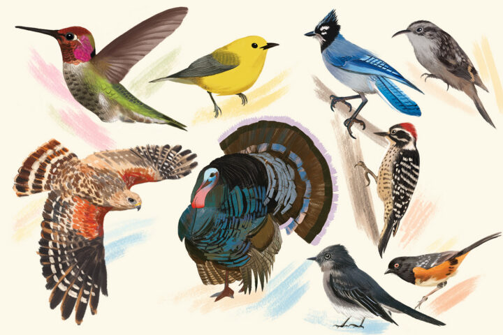Illustrations of California's diverse birds by Renee Zhang.